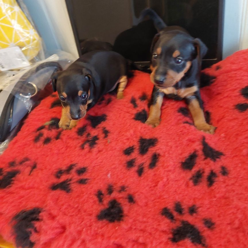 De zaldivar - Chiot disponible  - Pinscher nain