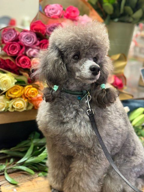 Gently born dizel De zaldivar