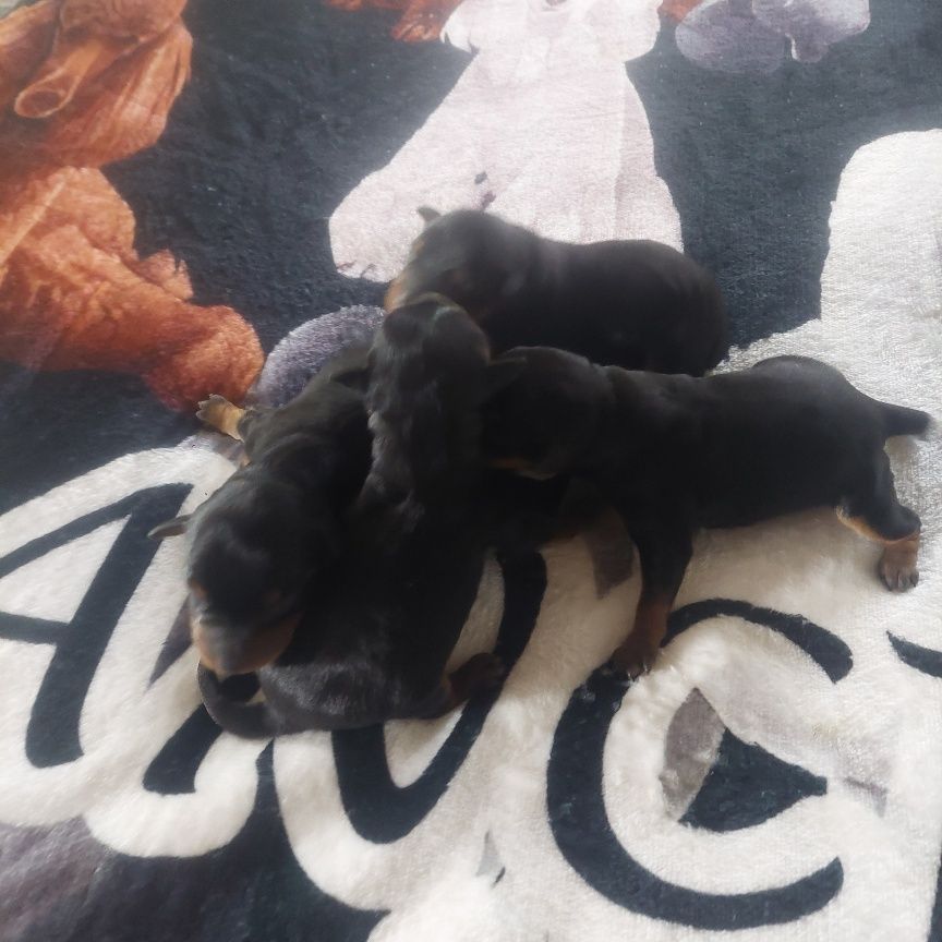 De zaldivar - Chiots disponibles - Pinscher nain