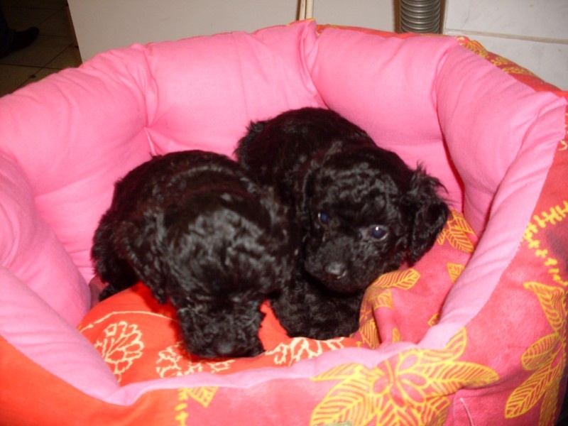 Chiot Caniche De zaldivar
