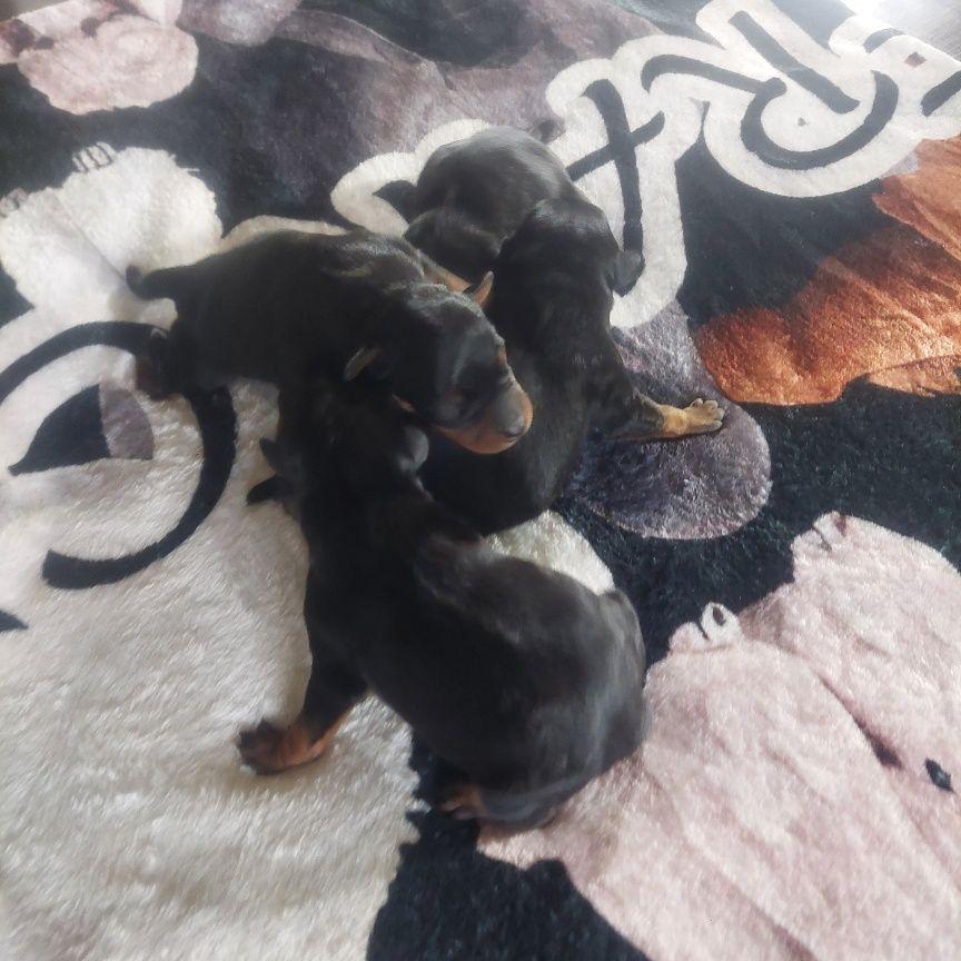 De zaldivar - Chiots disponibles - Pinscher nain