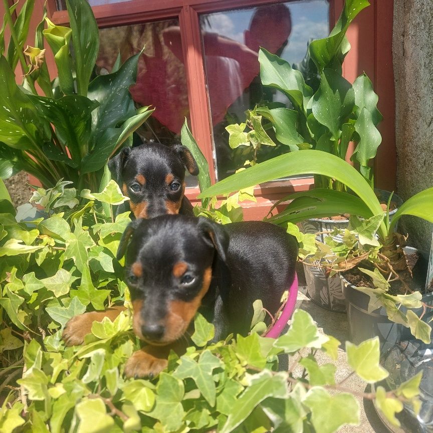 De zaldivar - Chiots disponibles - Pinscher nain