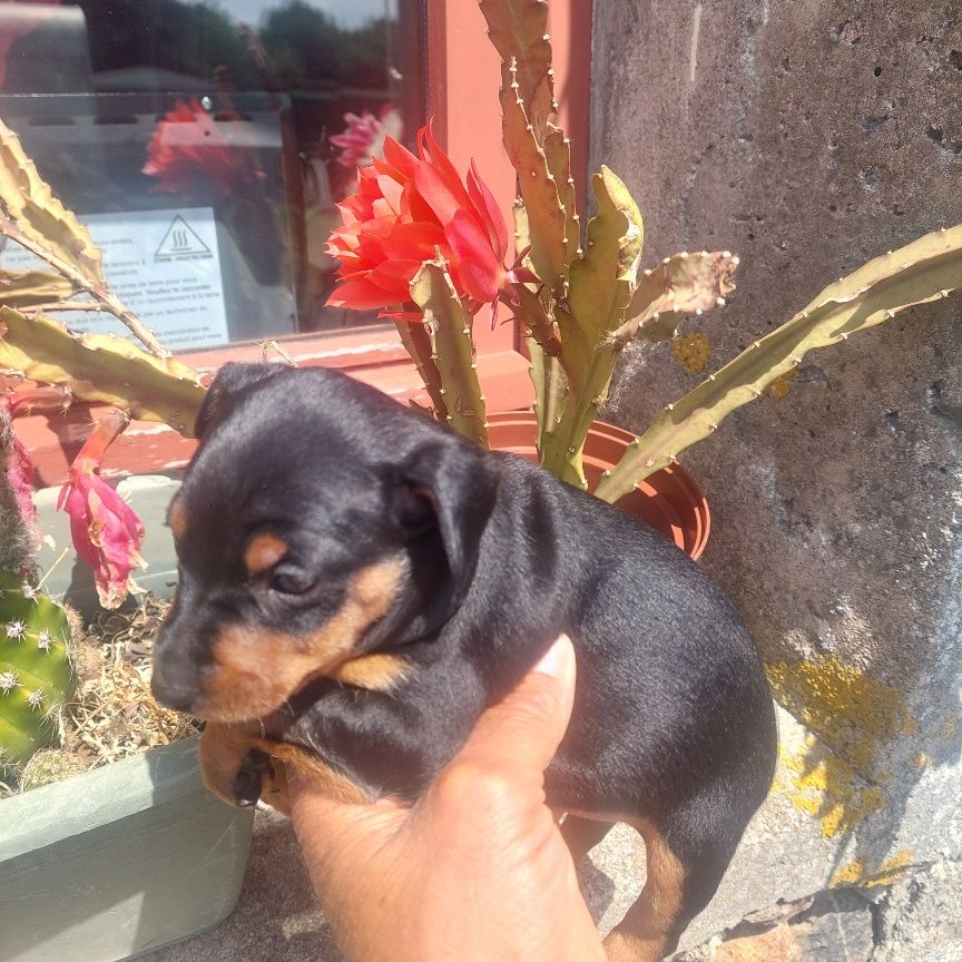De zaldivar - Chiots disponibles - Pinscher nain