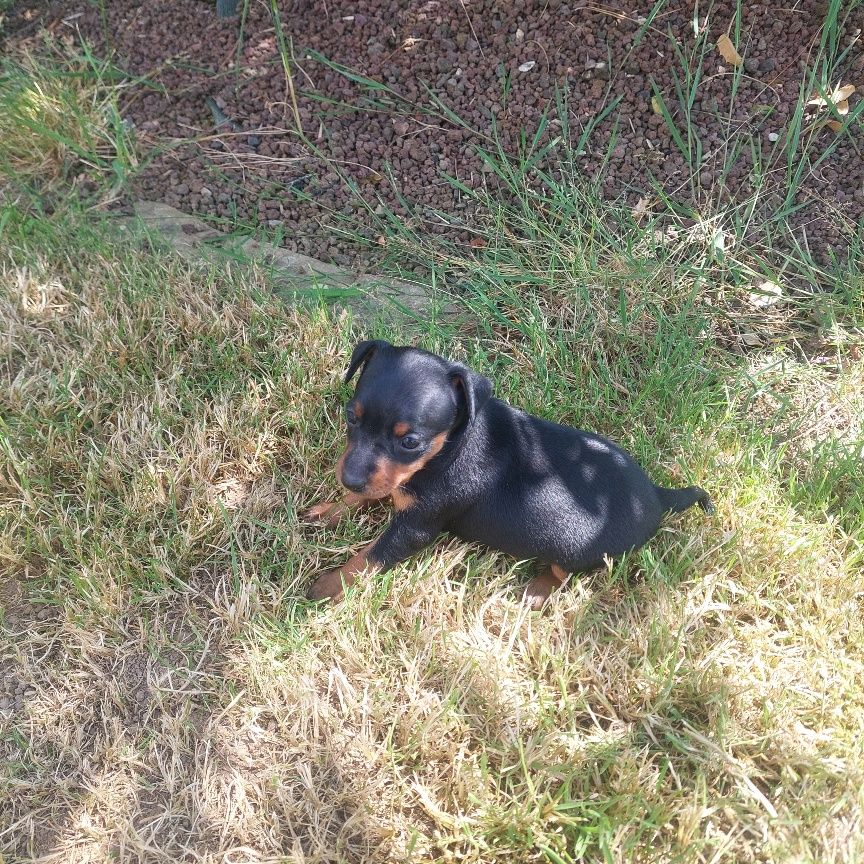 De zaldivar - Chiots disponibles - Pinscher nain