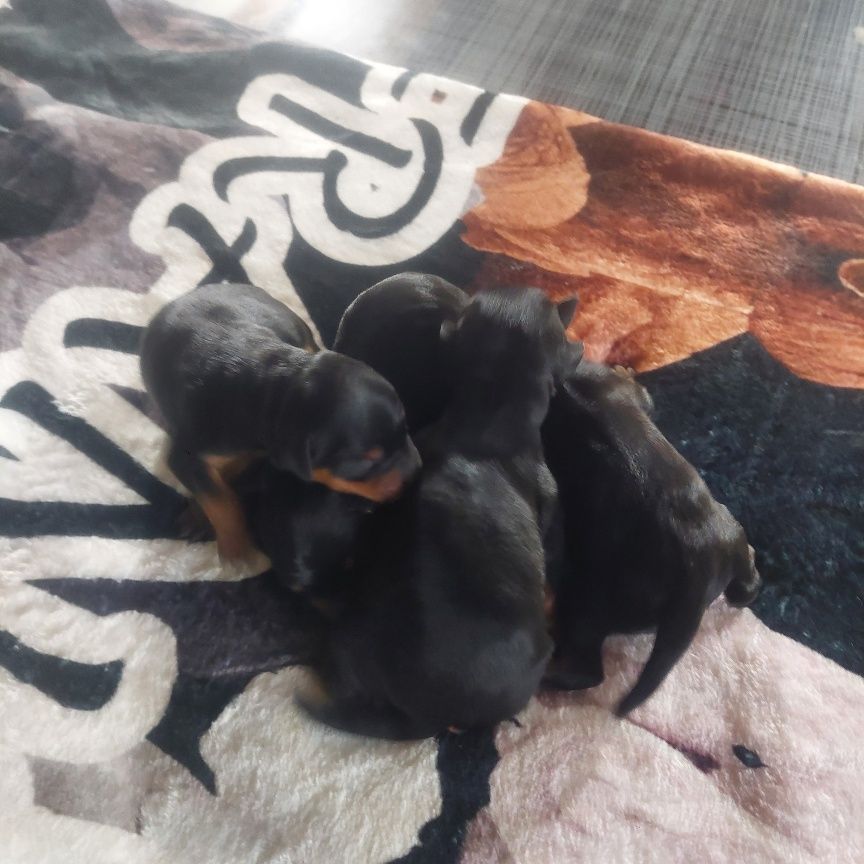 De zaldivar - Chiots disponibles - Pinscher nain