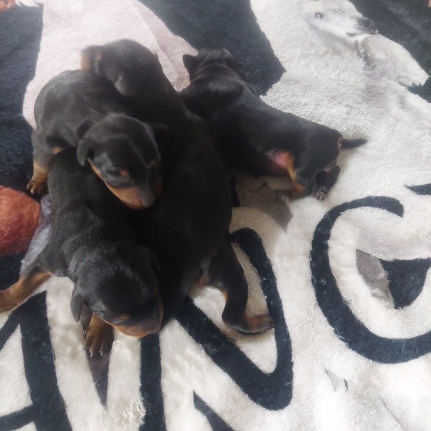 De zaldivar - Chiots disponibles - Pinscher nain