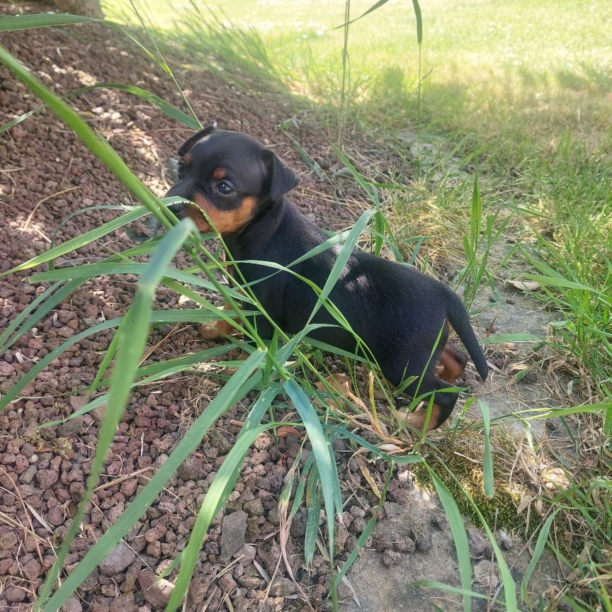 De zaldivar - Chiots disponibles - Pinscher nain